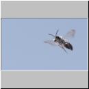 Andrena vaga - Weiden-Sandbiene 27 - Sandgrube Niedringhaussee.jpg